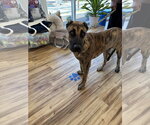 Small Mutt