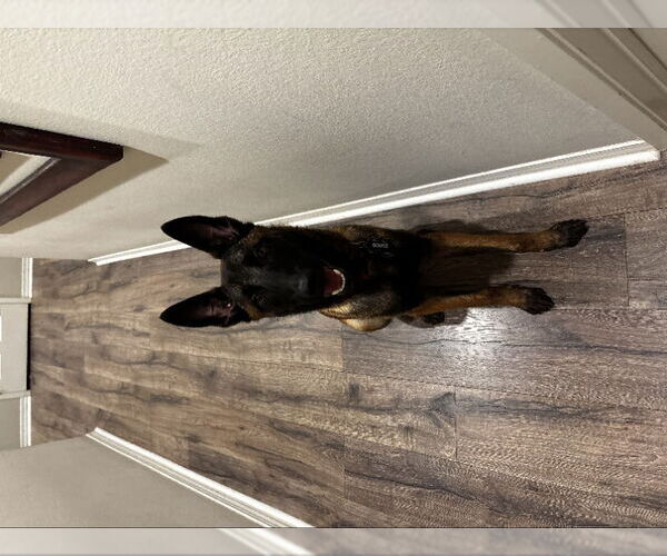 Medium Photo #3 Mutt Puppy For Sale in San Diego, CA, USA