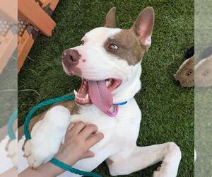 Mutt Dogs for adoption in Las Vegas, NV, USA
