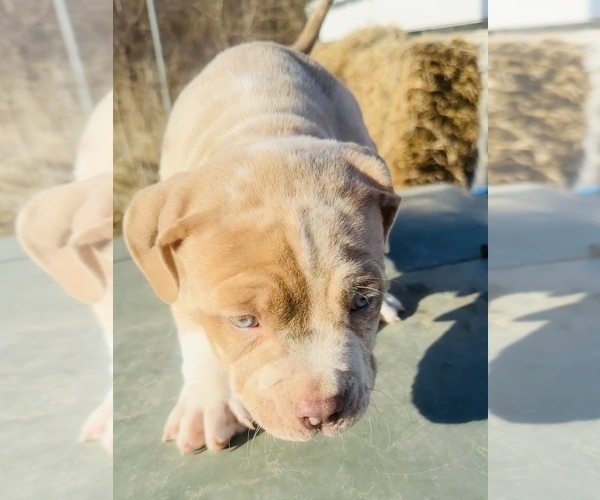 Medium Photo #6 American Bully Puppy For Sale in GROVE CITY, MN, USA