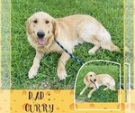 Small Photo #1 Golden Retriever Puppy For Sale in SUGAR LAND, TX, USA