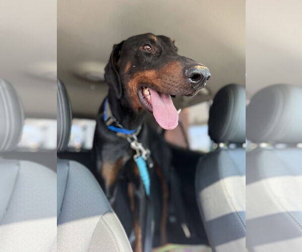 Medium Photo #4 Doberman Pinscher Puppy For Sale in Buffalo, MN, USA