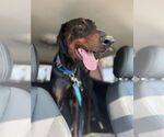 Small #3 Doberman Pinscher