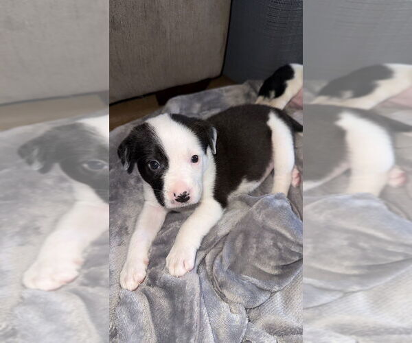 Medium Photo #2 Australian Shepherd-Unknown Mix Puppy For Sale in OKLAHOMA CITY, OK, USA