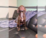 Small #1 Rat Terrier Mix