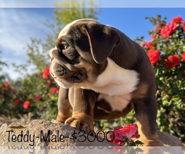 Medium Photo #4 Bulldog Puppy For Sale in SPRING, TX, USA
