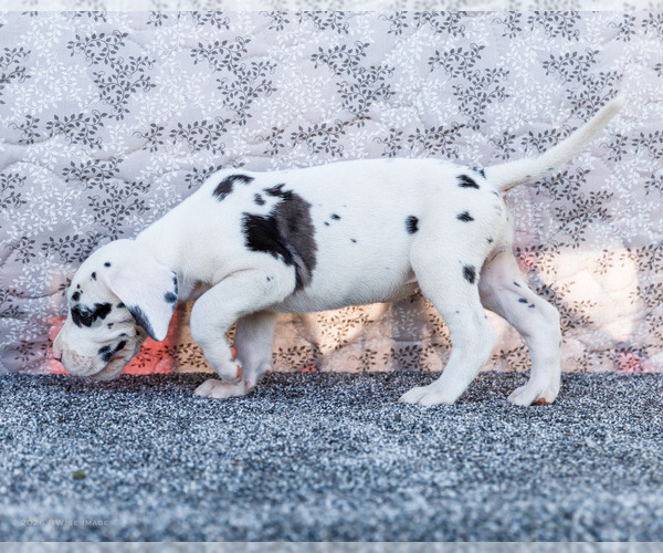 Medium Photo #51 Great Dane Puppy For Sale in WAKARUSA, IN, USA