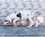 Small #5 Great Dane