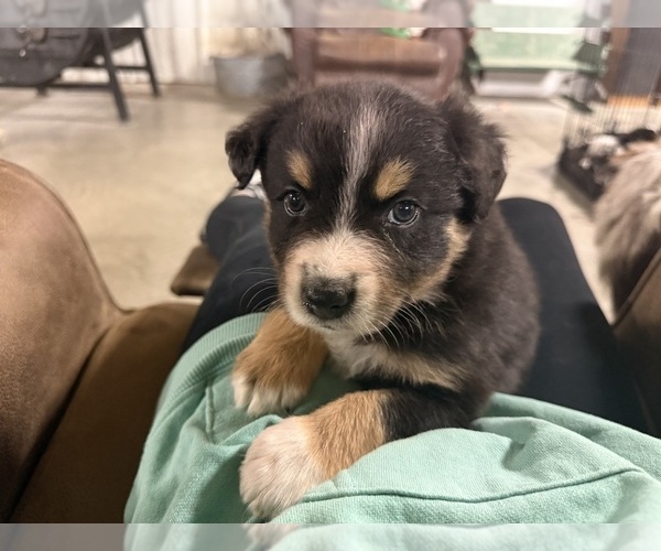 Medium Photo #3 Australian Shepherd Puppy For Sale in WELLINGTON, MO, USA