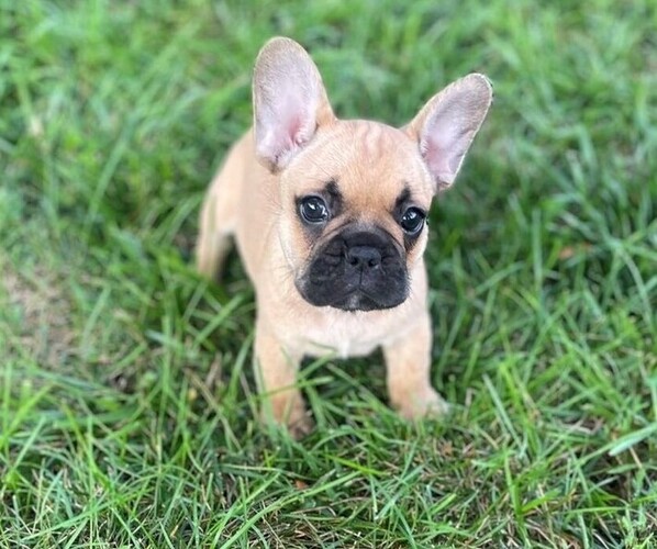 Medium Photo #11 French Bulldog Puppy For Sale in TOPEKA, KS, USA