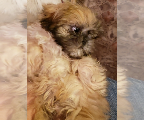 Medium Photo #8 Shih Tzu Puppy For Sale in KIRKSVILLE, MO, USA