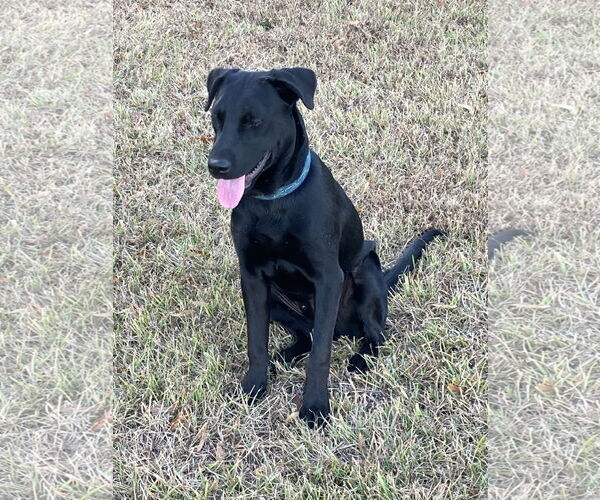 Medium Photo #2 Mutt Puppy For Sale in Rockaway, NJ, USA