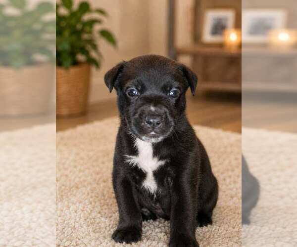 Medium Photo #5 German Shepherd Dog-Unknown Mix Puppy For Sale in Mooresville, NC, USA