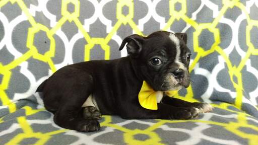 Medium Photo #4 Boston Terrier Puppy For Sale in LANCASTER, PA, USA