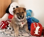 Puppy 3 Shiba Inu