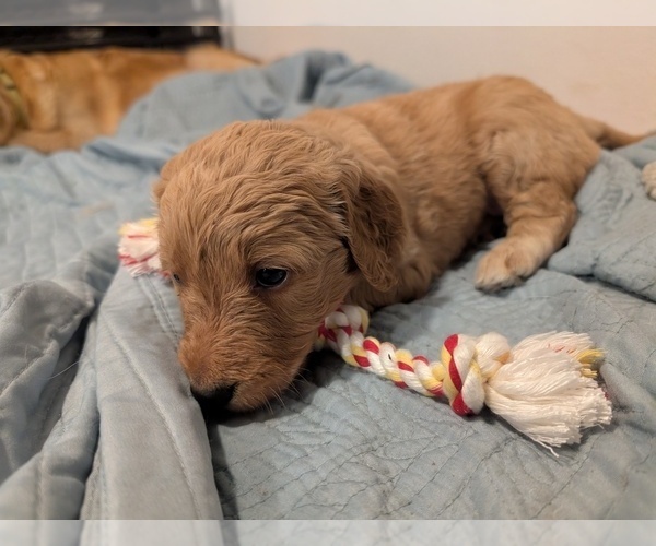 Medium Photo #2 Goldendoodle Puppy For Sale in ASHFORD, WA, USA