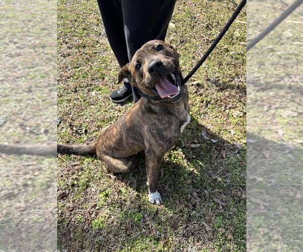 Medium Photo #2 American Staffordshire Terrier-Unknown Mix Puppy For Sale in Wenonah, NJ, USA