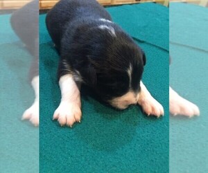 Australian Shepherd Puppy for sale in JURUPA VALLEY, CA, USA