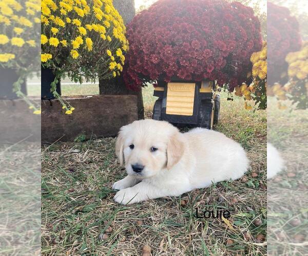 Medium Photo #9 Golden Retriever Puppy For Sale in NORWOOD, MO, USA