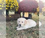 Small Photo #9 Golden Retriever Puppy For Sale in NORWOOD, MO, USA