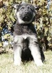 Small Photo #5 German Shepherd Dog Puppy For Sale in NAPPANEE, IN, USA