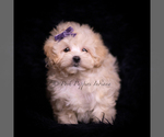 Small #1 Maltipoo (Miniature)