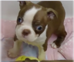 Puppy 4 Boston Terrier