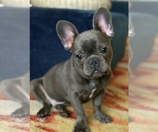 Medium Photo #1 French Bulldog Puppy For Sale in UPPER MARLBORO, MD, USA