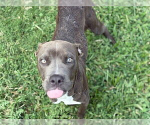 American Pit Bull Terrier Dogs for adoption in Tulsa, OK, USA