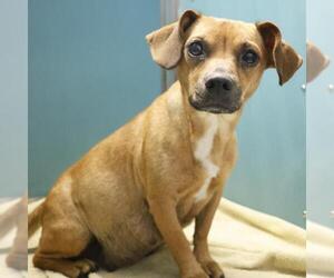 Chiweenie Dogs for adoption in San Antonio, TX, USA