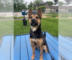 Small #8 American Pit Bull Terrier-German Shepherd Dog Mix