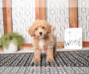 Poochon Puppy for sale in NAPLES, FL, USA