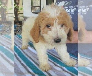 Goldendoodle Puppy for sale in RATTAN, OK, USA