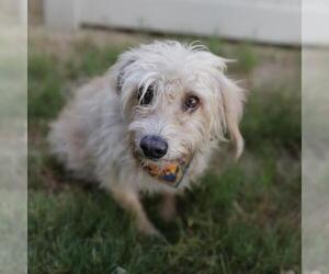 Miniature Schnauzer-Unknown Mix Dogs for adoption in San Antonio, TX, USA