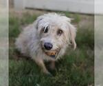 Small Miniature Schnauzer Mix