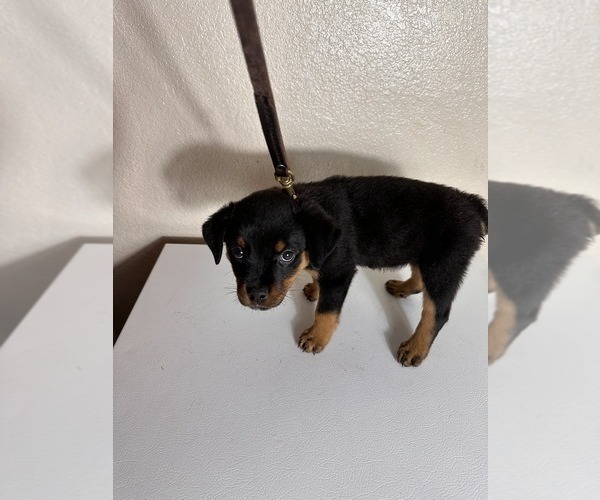 Medium Photo #3 Rottweiler Puppy For Sale in PLEASANTON, CA, USA