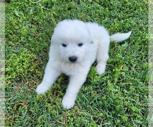 Great Pyrenees Puppy for sale in BELLE PLAINE, KS, USA