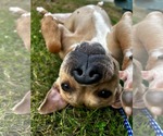 Small American Staffordshire Terrier
