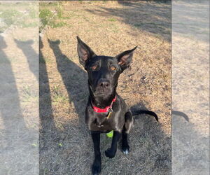 Labrador Retriever-Unknown Mix Dogs for adoption in Sandy, UT, USA