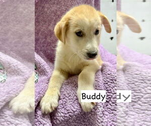 Gerberian Shepsky Dogs for adoption in GILBERTS, IL, USA