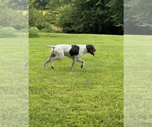 Father of the German Shorthaired Pointer puppies born on 07/08/2026