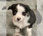 Small Photo #1 Australian Shepherd Puppy For Sale in CRESTON, IA, USA