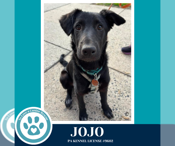 Medium Photo #11 Labrador Retriever-Unknown Mix Puppy For Sale in Kimberton, PA, USA