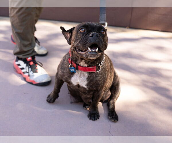 Medium Photo #7 Faux Frenchbo Bulldog Puppy For Sale in Lake Forest, CA, USA