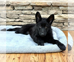 Small Photo #3 German Shepherd Dog Puppy For Sale in LENOIR, NC, USA