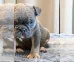 Small #22 English Bulldog