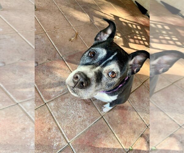 Medium Photo #10 Boxer-Unknown Mix Puppy For Sale in Dana Point, CA, USA