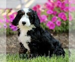Small #4 Bernedoodle (Miniature)