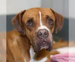 Small Boxer Mix