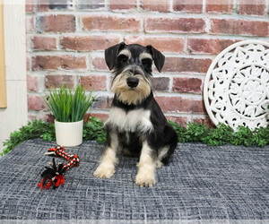 Schnauzer (Miniature) Puppy for sale in SYRACUSE, IN, USA